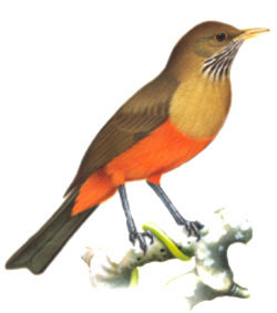 MINHAS AVES: Sábia, muito mais do que um belo canto